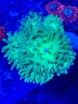 Fake Duncan coral