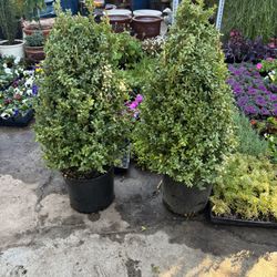 Boxwood Green Mountain 