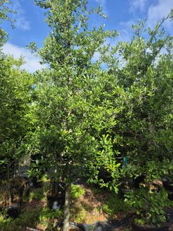 Live oak trees, 20 foot tall, delivered, planted anywhere in Florida. Great for instance shade