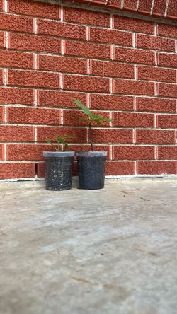 Young fig trees