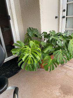 Monstera plant