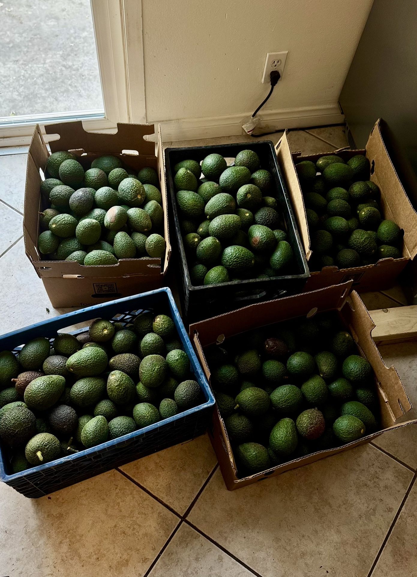 Avocado