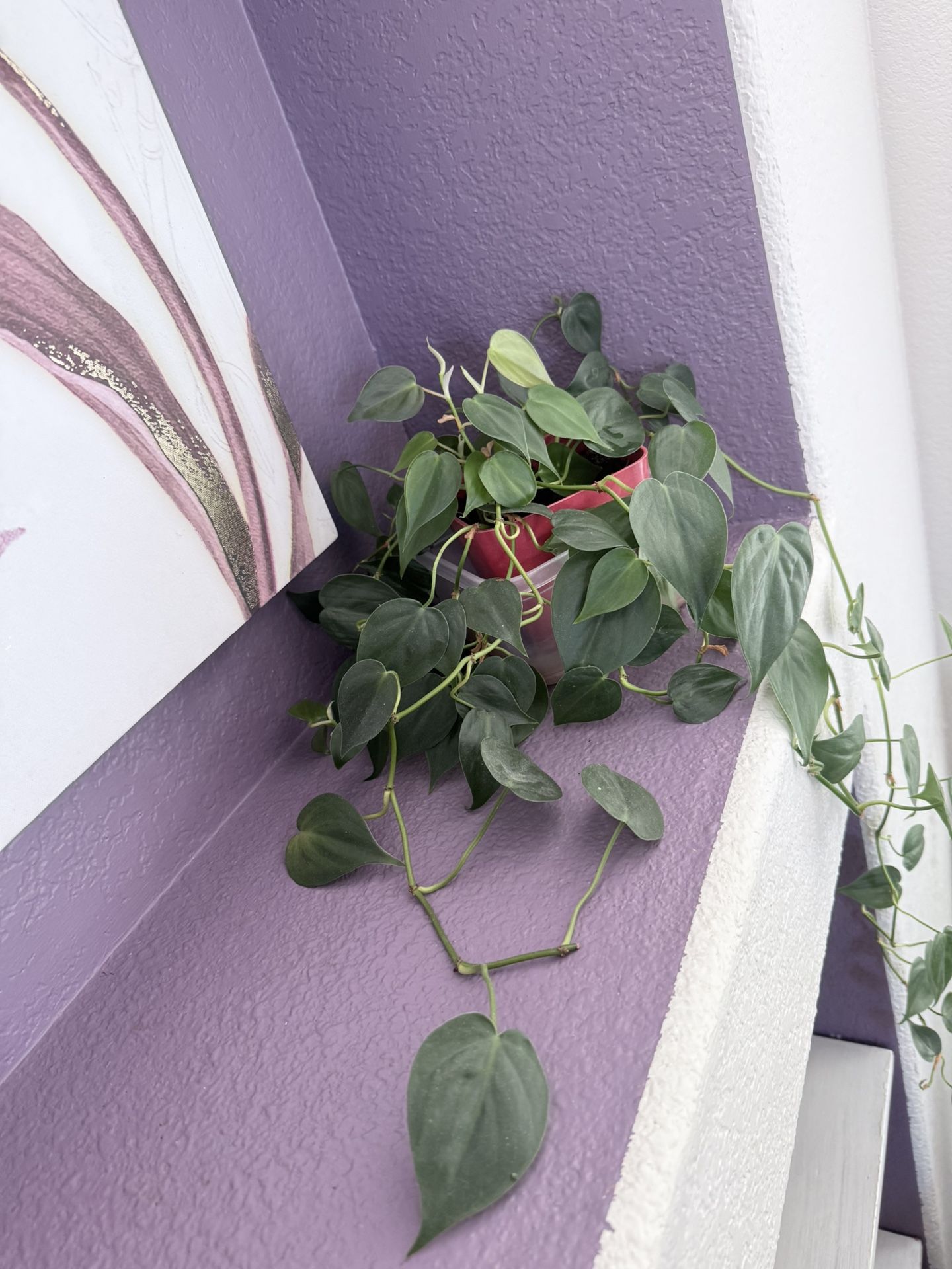 Heart-Leaf Philodendron