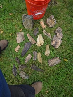 PETRIFIED WOOD