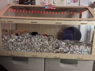 hamster, hamster cage, and supplies