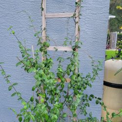 Confederate JASMINE Vine