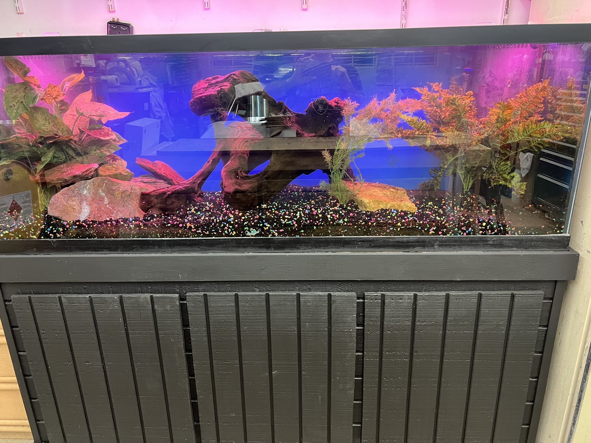 Fish Tank