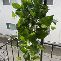 Pothos Plant