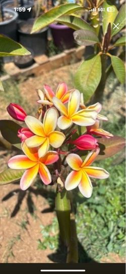 Plumeria Plant in Bloom
