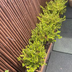 X3 Potted Boxwoods -$40 Each 