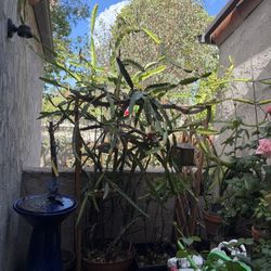 Large Red Dragon Fruit
