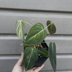 4” Philodendron Melano