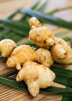 Ginger Root plants