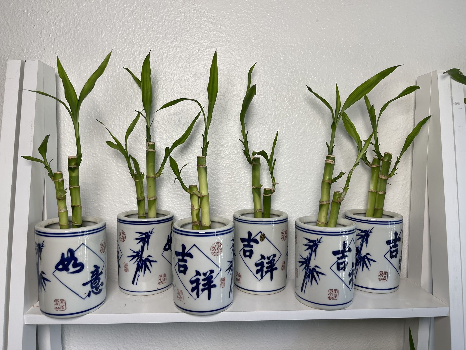 Lucky Bamboo Plants ($5 each )