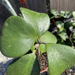 Hoya Kerrii Plant