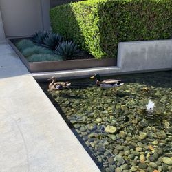 Pond & Fountain Service 