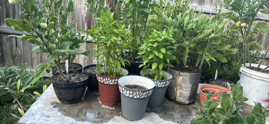 PURPLE BASIL,TOMATOES, POBLANO PEPPERS, Thai Chilis, MADAGASCAR HABANERO POTTED PLANTS