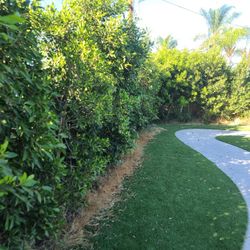 Hedge Trimming