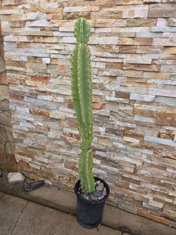 Large Size Cactus Plant
