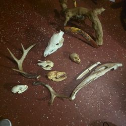 Bones