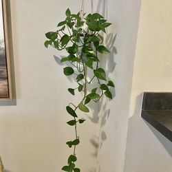 Pathos Plant In White Hanging Planted