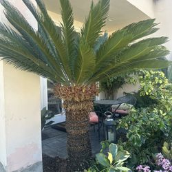 Free Sago Palm