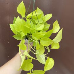 6” neon pothos