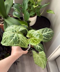 Syngonium Batik