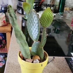 Cacti two different kinds in a pot