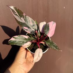 4” pink princess philodendron 