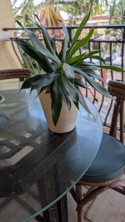 Designer 9" ceramic planter with plant