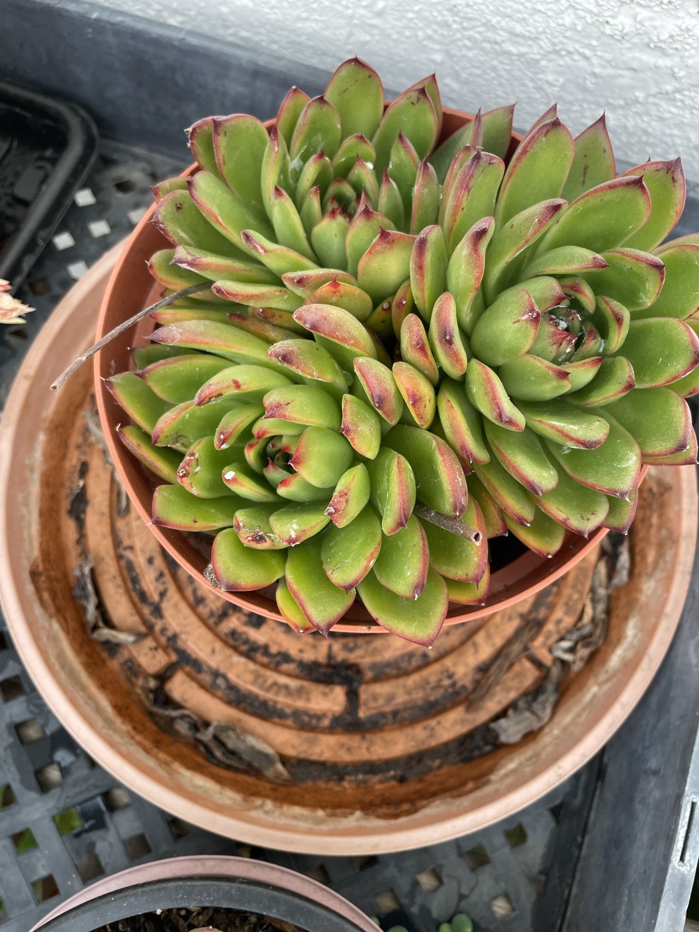 6in Pot Echeveria Succulent 
