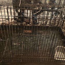 Bird Cage