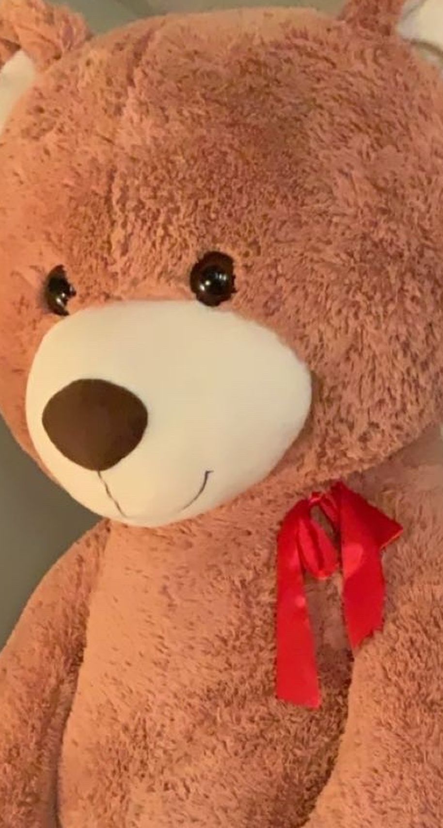 Giant Teddy