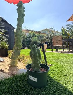 Totem pole cactus
