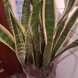 Huge and Healthy Snake Plants 