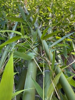 Green bamboo