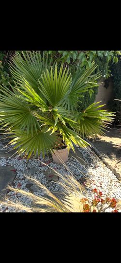 Palm tree - the kind that can grow really tall like downtown Huntington Beach