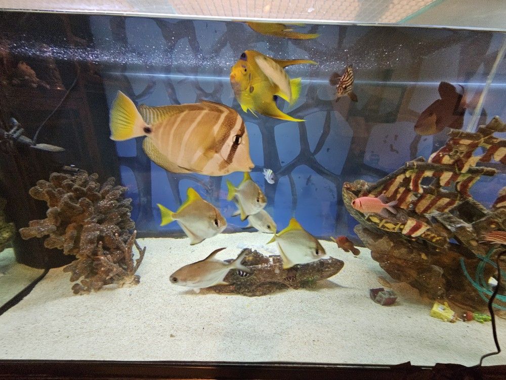 Saltwater Fish for Sale