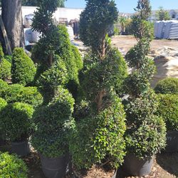 TOPIARIES SPIRAL 7GALLONS 