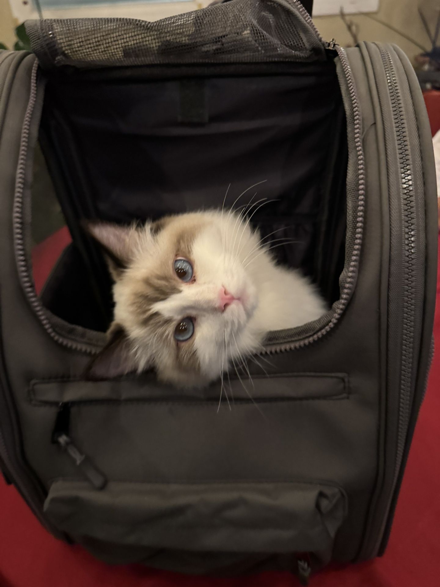 Pet Backpack - Cat Is Not For Sale