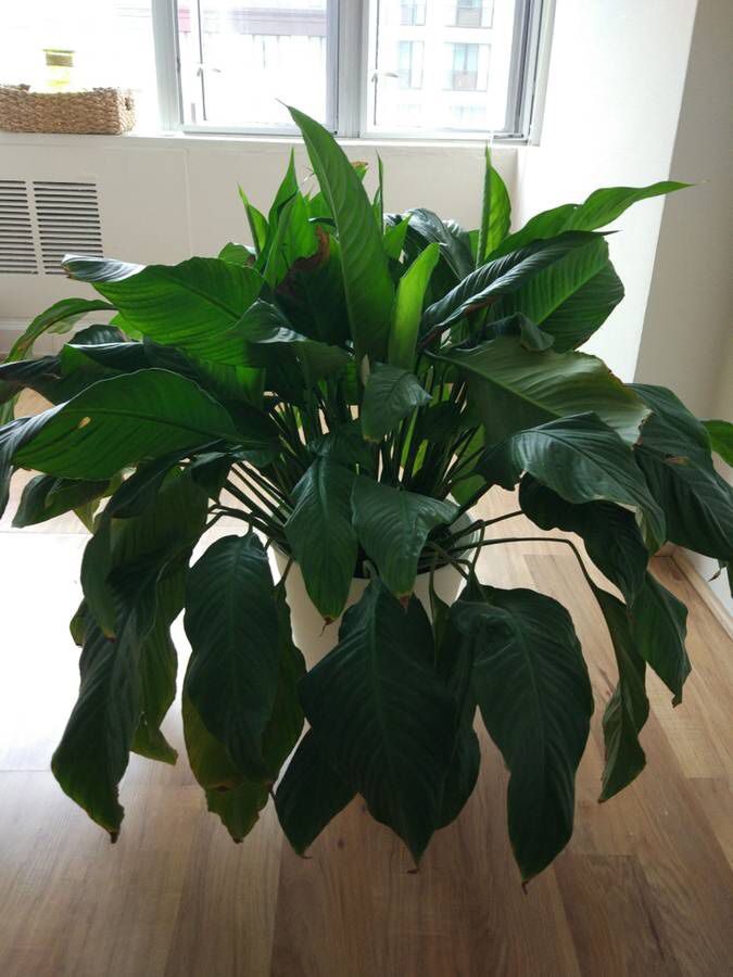 3ft. Peace Lily large plant and pot