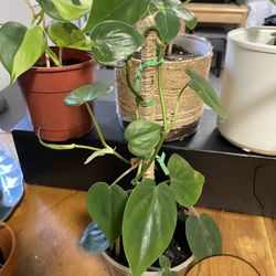 heart leaf Philodendron  Plant 