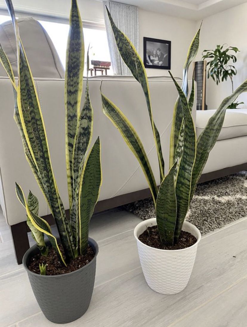 Live Snake plant. 2 for $45 or $25 each. NASA research has proven that snake plants clean the air of toxins.