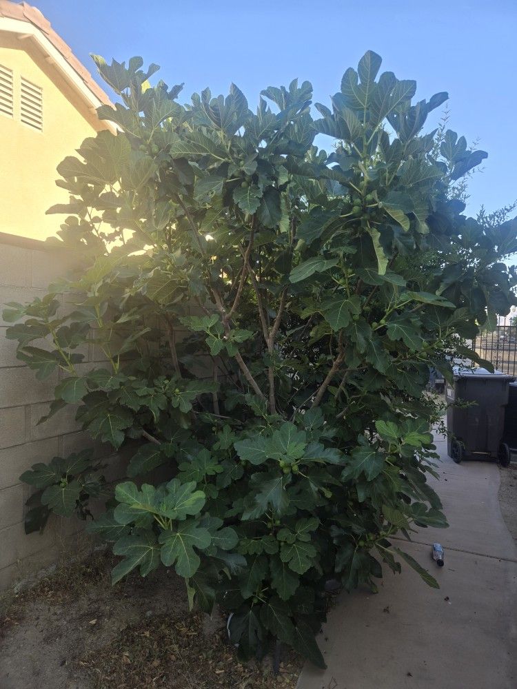 Fig Tree