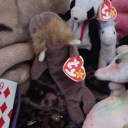 Beanie Babies Collection 