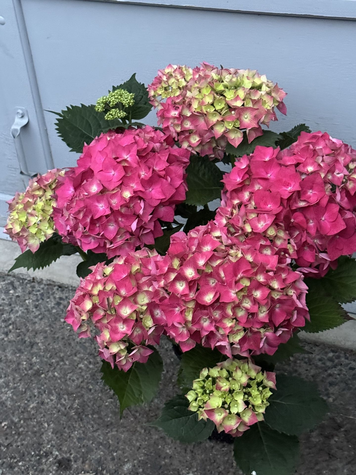 Hydrangea