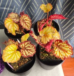 Begonia Summer Storm