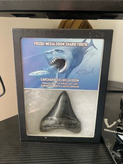 Megalodon tooth