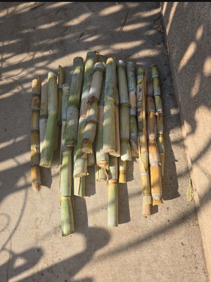 Organic Sugarcane